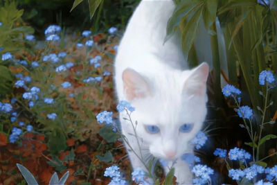 我是不会放弃收集这种图片的