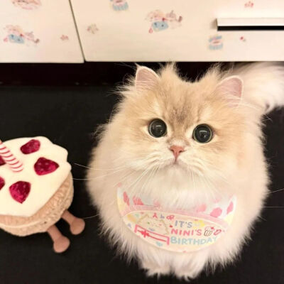 我是不会放弃收集这种图片的