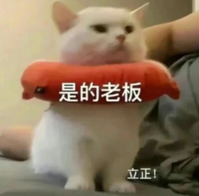 猫猫表情包