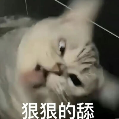 猫猫表情包