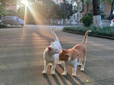 我是不会放弃收集这种图片的