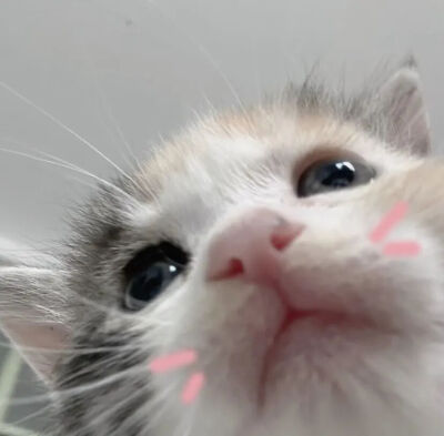 我是不会放弃收集这种图片的