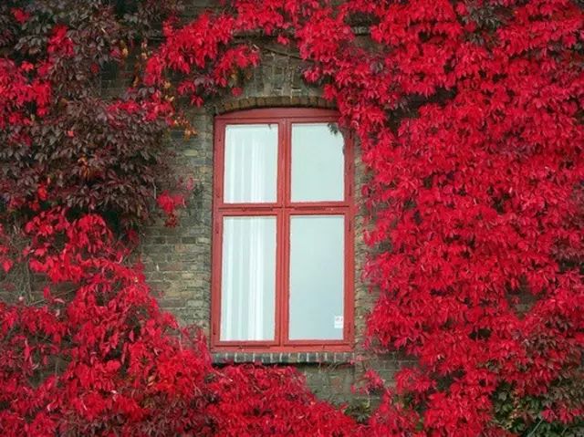 有个院子，静时读书，闲时喝茶！
