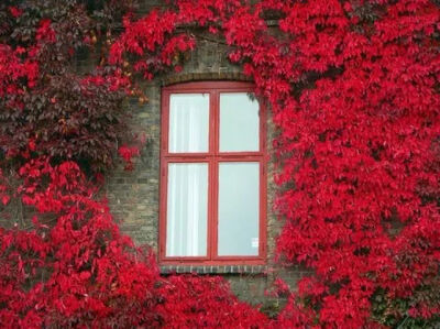 有个院子，静时读书，闲时喝茶！