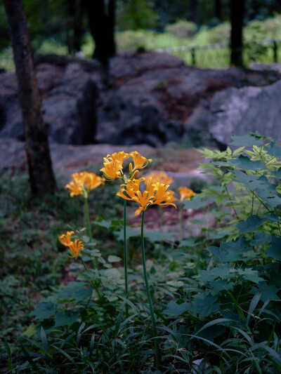 日常
幕着雾与雨