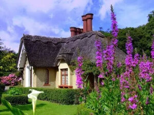 有个院子，静时读书，闲时喝茶！