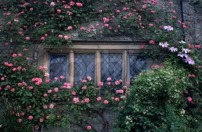 有个院子，静时读书，闲时喝茶！