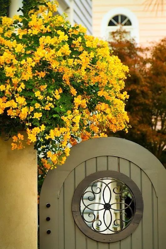 有个院子，静时读书，闲时喝茶！