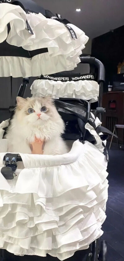 我是不会放弃收集这种图片的