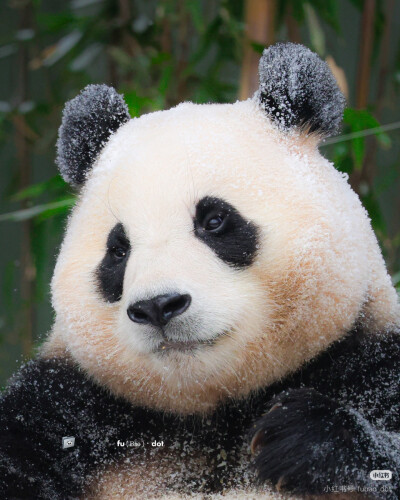 熊猫