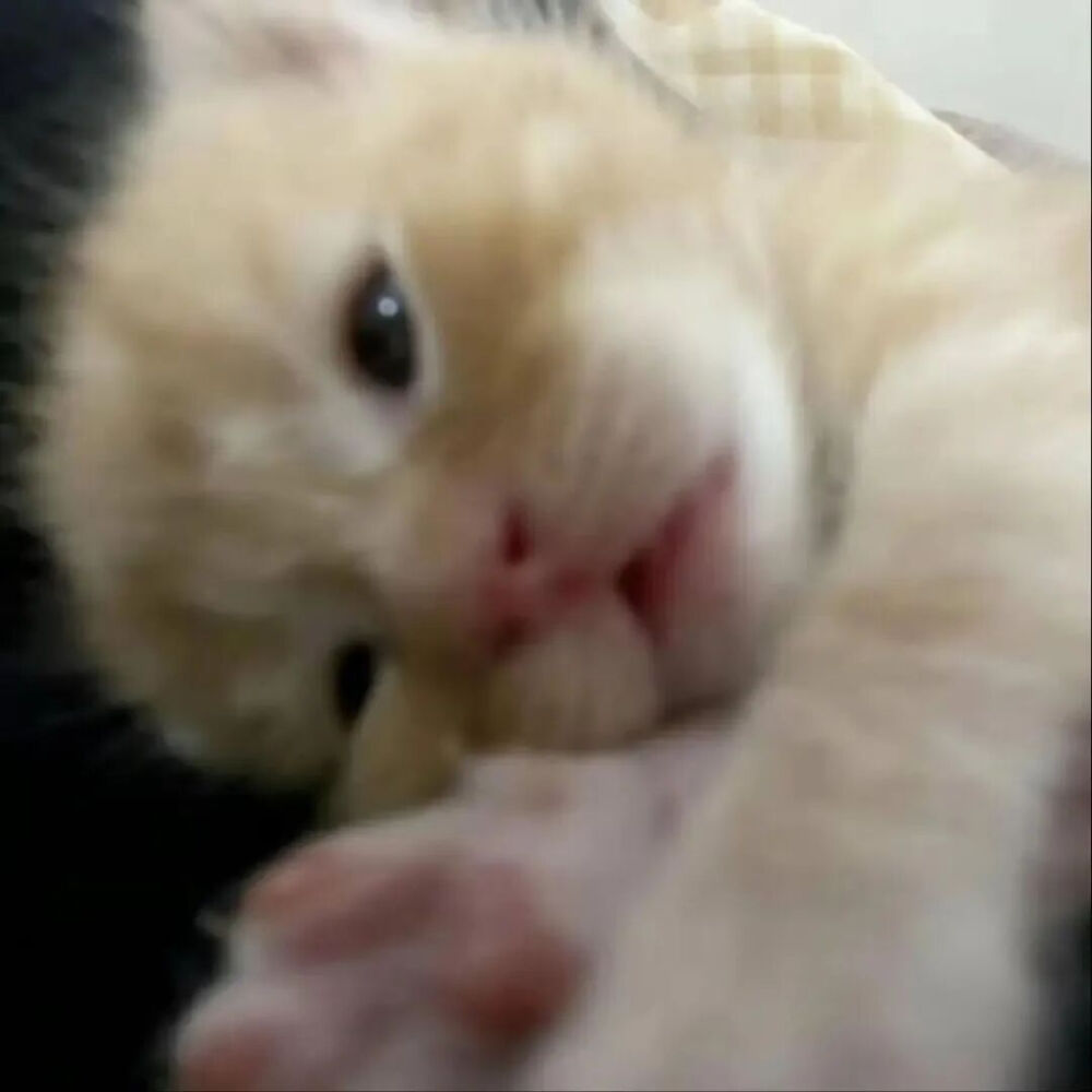 我是不会放弃收集这种图片的