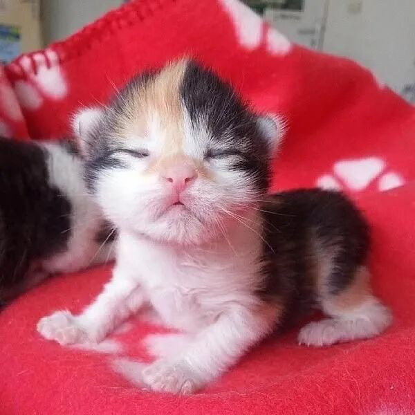 我是不会放弃收集这种图片的