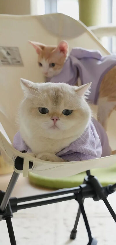 我是不会放弃收集这种图片的