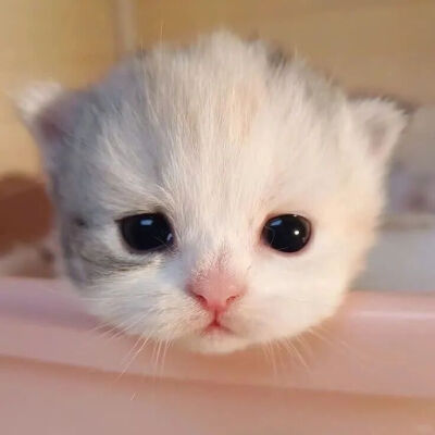 我是不会放弃收集这种图片的