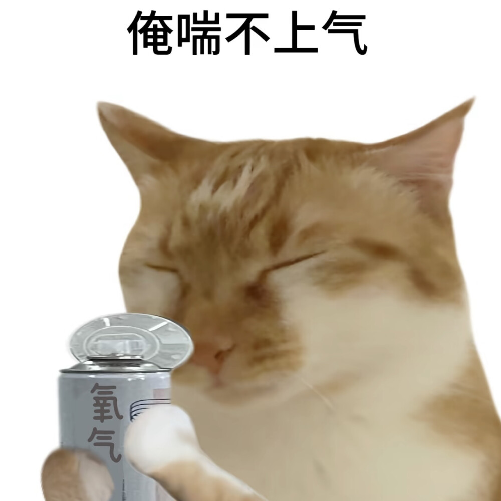 猫猫表情包