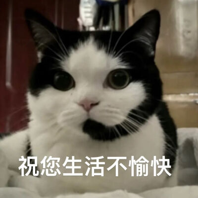 猫猫表情包