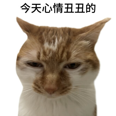 猫猫表情包