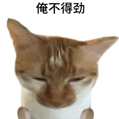 猫猫表情包