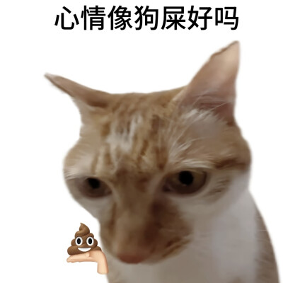 猫猫表情包