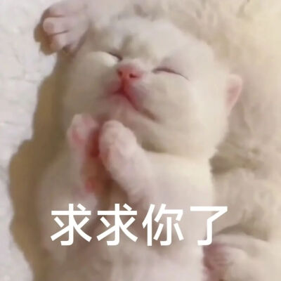 猫猫表情包
