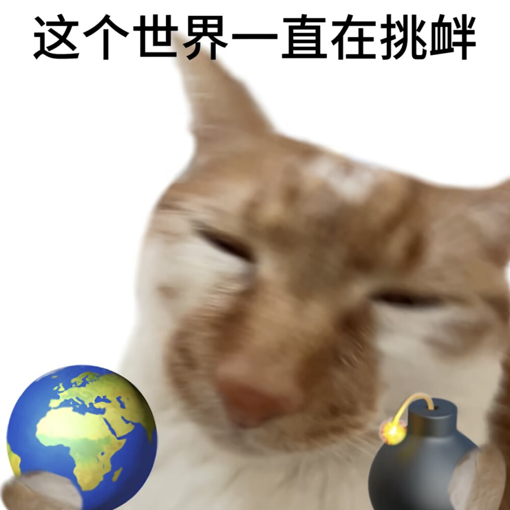 猫猫表情包