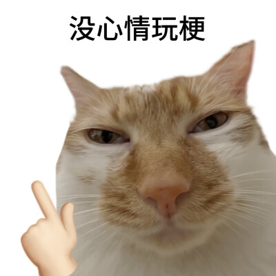 猫猫表情包