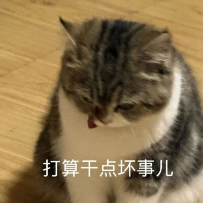 猫猫表情包