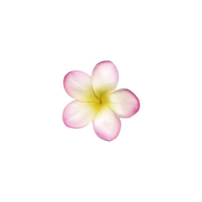 鸡蛋花白底头像