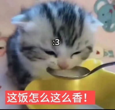 猫猫表情包