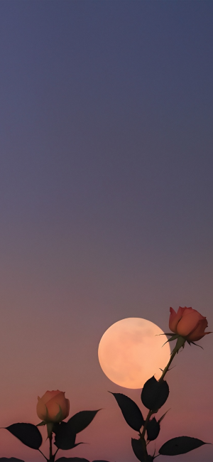 晚安
图片来自网络，侵删