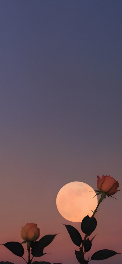 晚安
图片来自网络，侵删