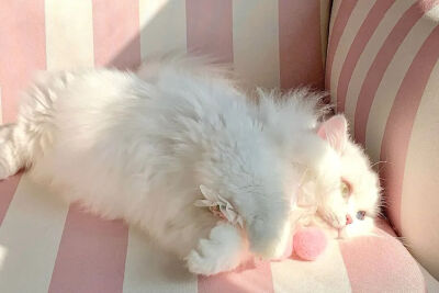 我是不会放弃收集这种图片的