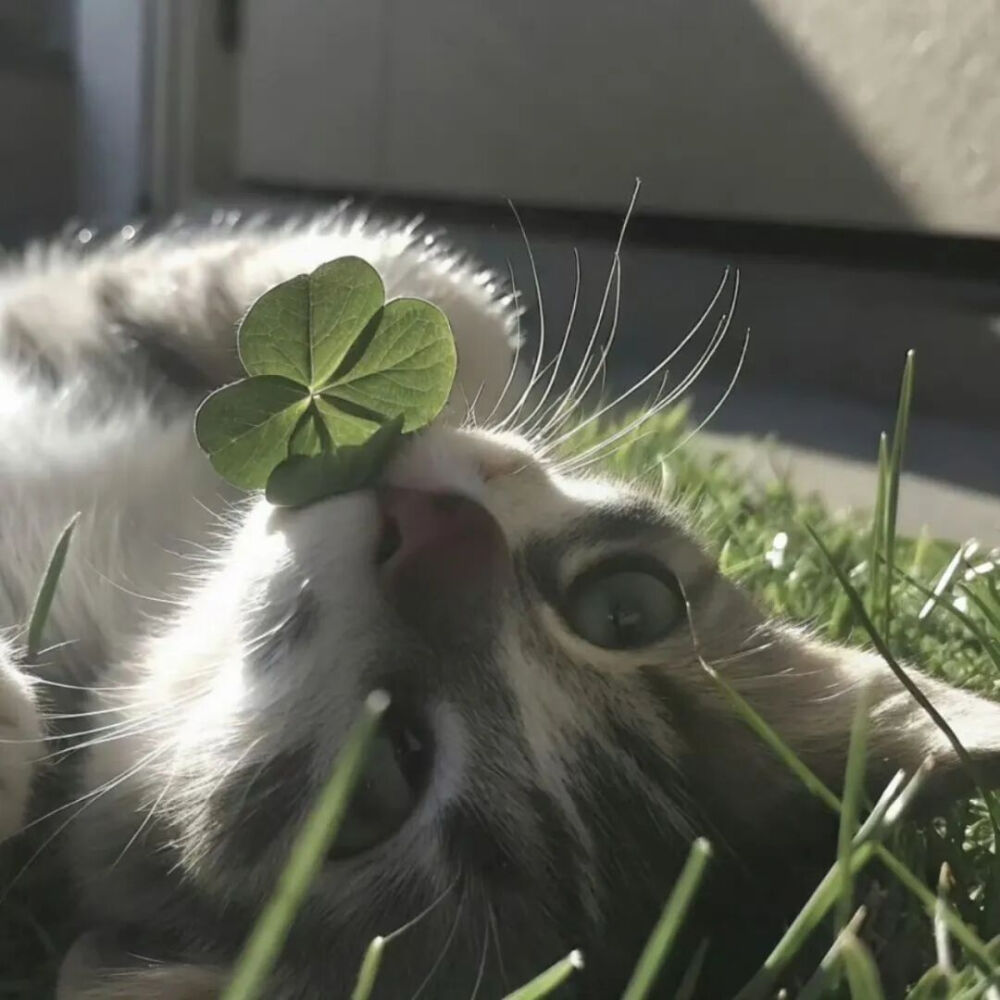 我是不会放弃收集这种图片的