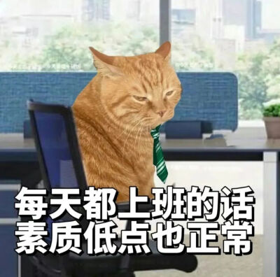 猫猫表情包