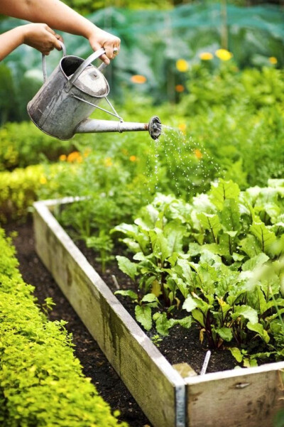 田园拾光：在泥土与绿意间重拾生活本味