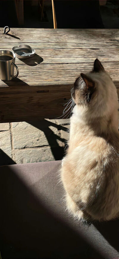 我是不会放弃收集这种图片的