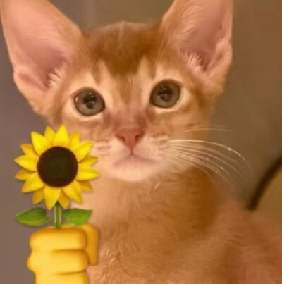 郑朋郑朋备孕备孕