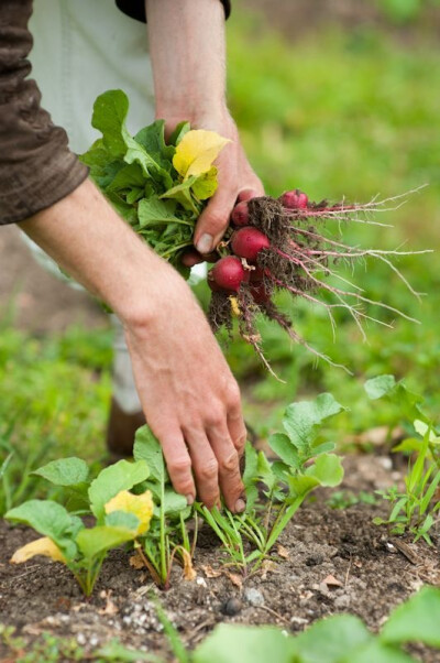 田园拾光：在泥土与绿意间重拾生活本味