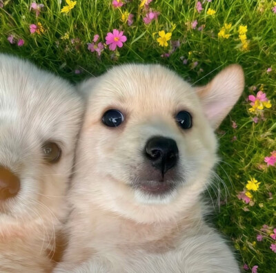 情头（侵删）带走记得点赞哦