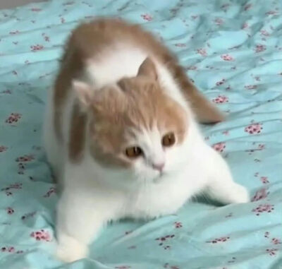 我是不会放弃收集这种图片的