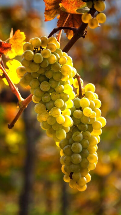 你陪我一段时光，我念你一生不忘。陌上花开，春风十里，那一季花开绽放，灿烂了青春的季节和年华。