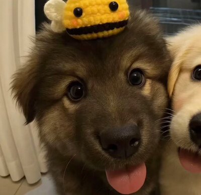 情头（侵删）带走记得点赞哦