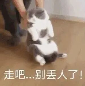 猫猫表情包