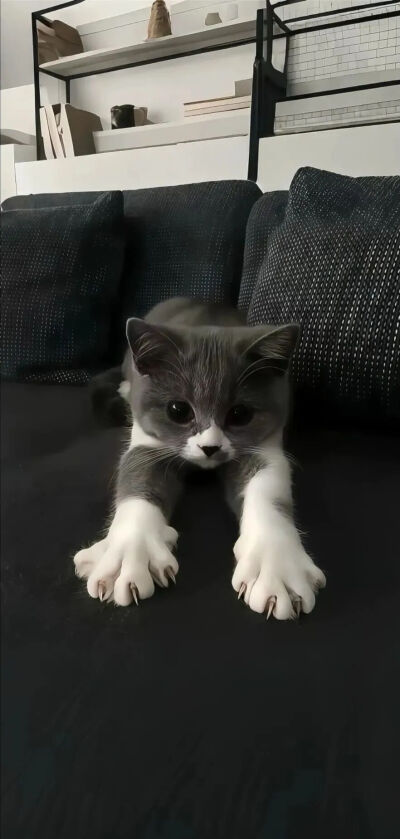 我是不会放弃收集这种图片的