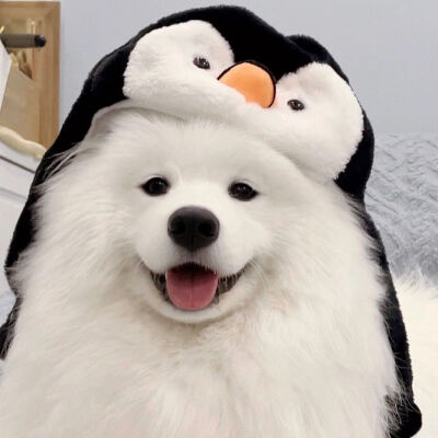 Just do what i suppose to do.