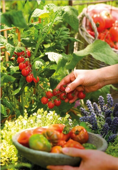 田园拾光：在泥土与绿意间重拾生活本味