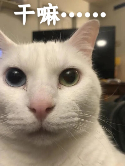 干嘛小猫 挠屁股表情包