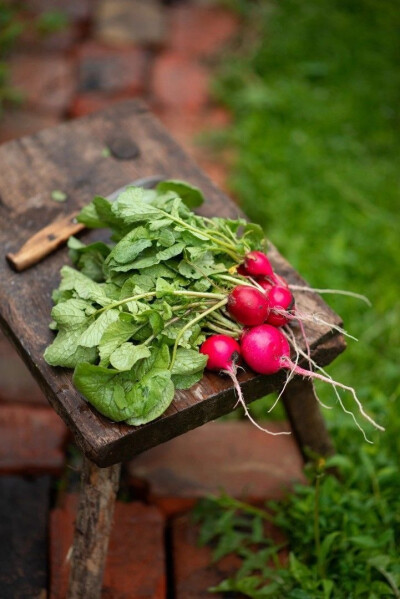 田园拾光：在泥土与绿意间重拾生活本味