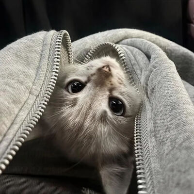 我是不会放弃收集这种图片的