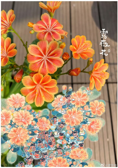露薇花